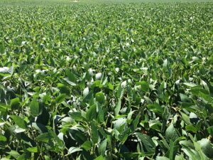soybeans-428752__340